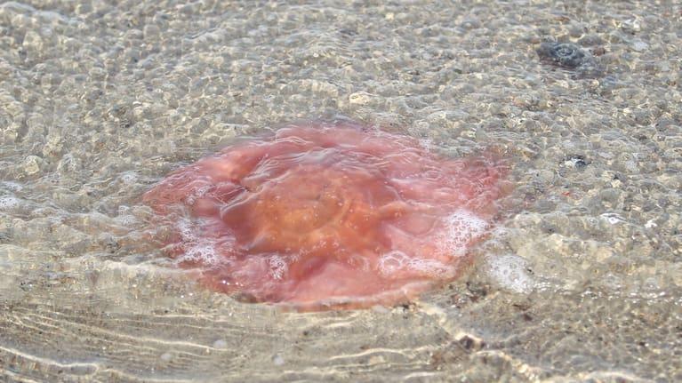 A fire jellyfish washed ashore on the Baltic Sea beach in Timmendorfer Strand.