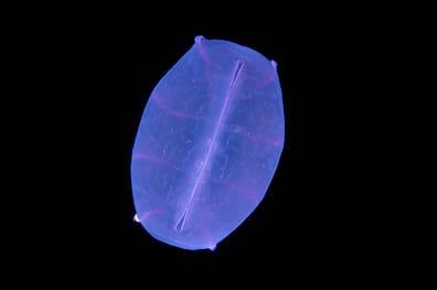 A comb jelly, melon jellyfish (Beroe cucumis).
