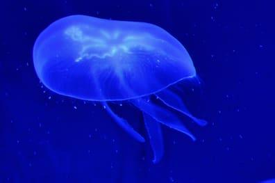 A moon jellyfish.