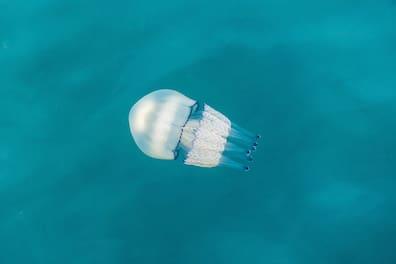 A barrel jellyfish (Rhizostoma octopus), also known as a cauliflower jellyfish.