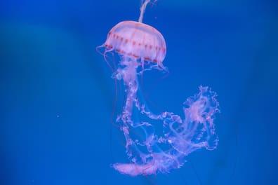 A compass jellyfish - the touch is painful...