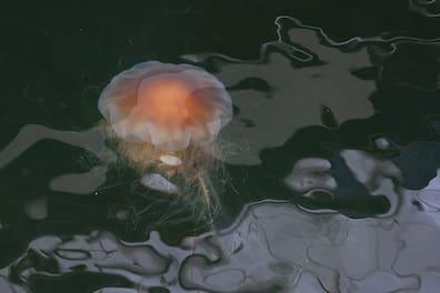 A fire jellyfish - Beware, painful...