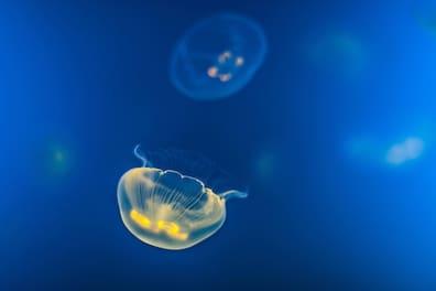 Moon jellyfish (Aurelia aurita) off the coast of Spain.