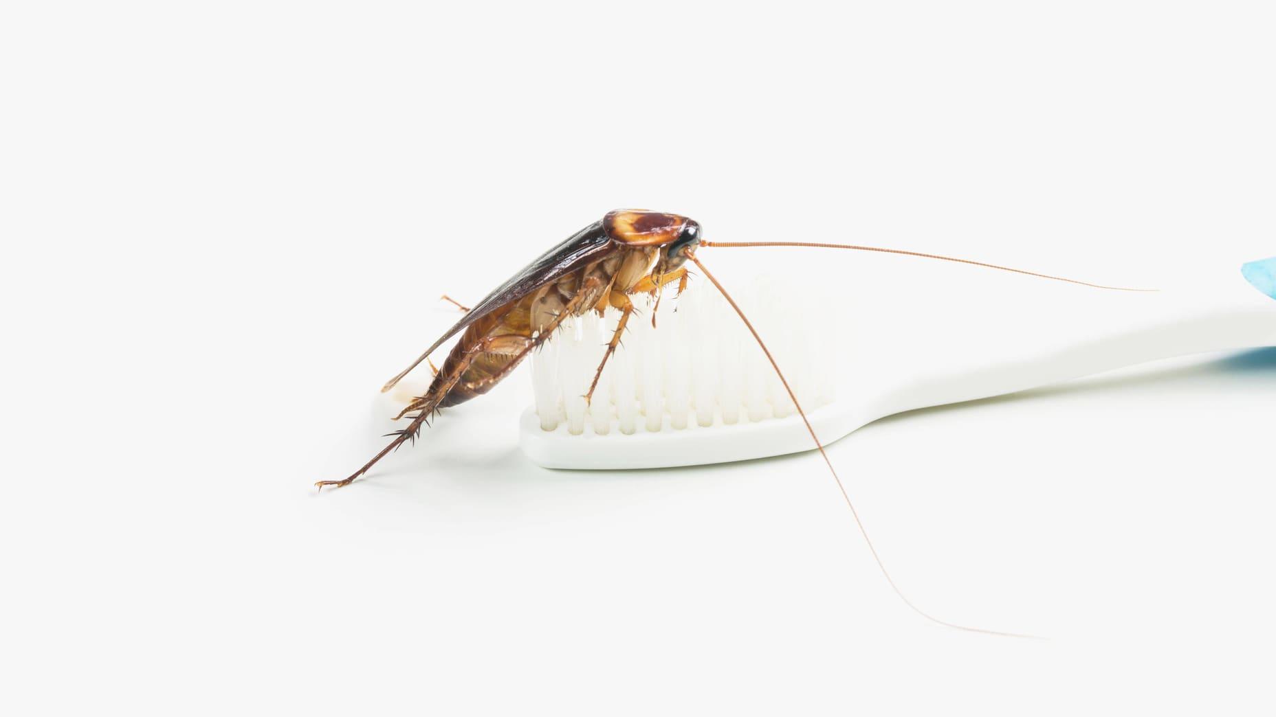 A cockroach sits on a toothbrush.