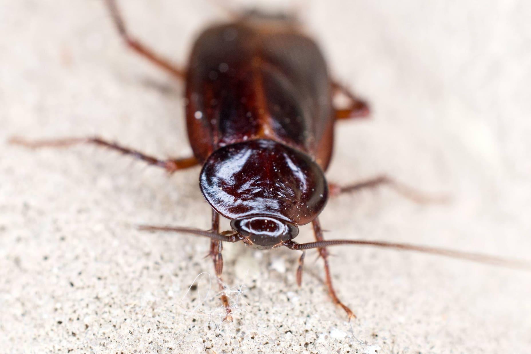 An Oriental cockroach.