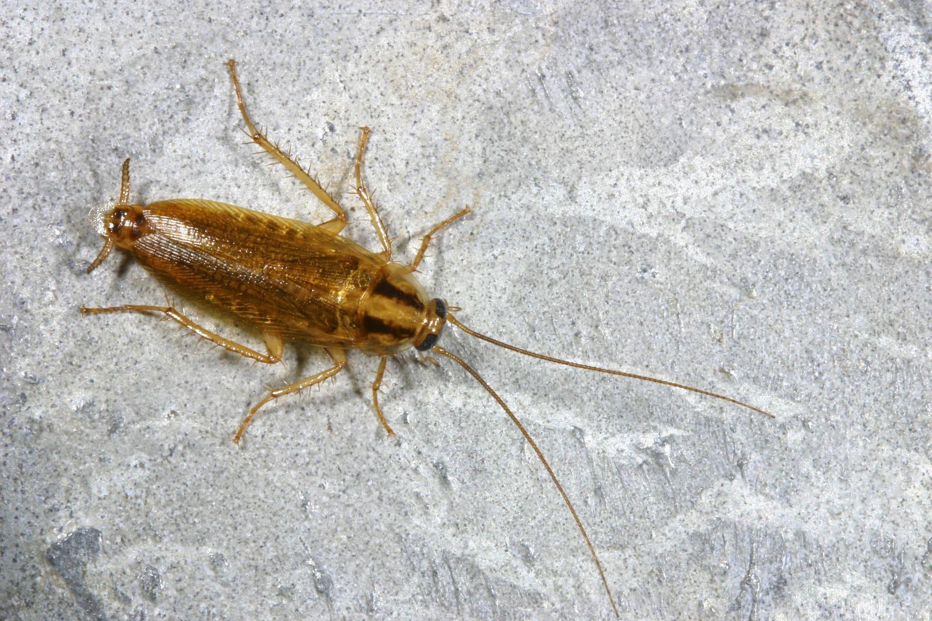 A German cockroach, also known as a house or kitchen cockroach.
