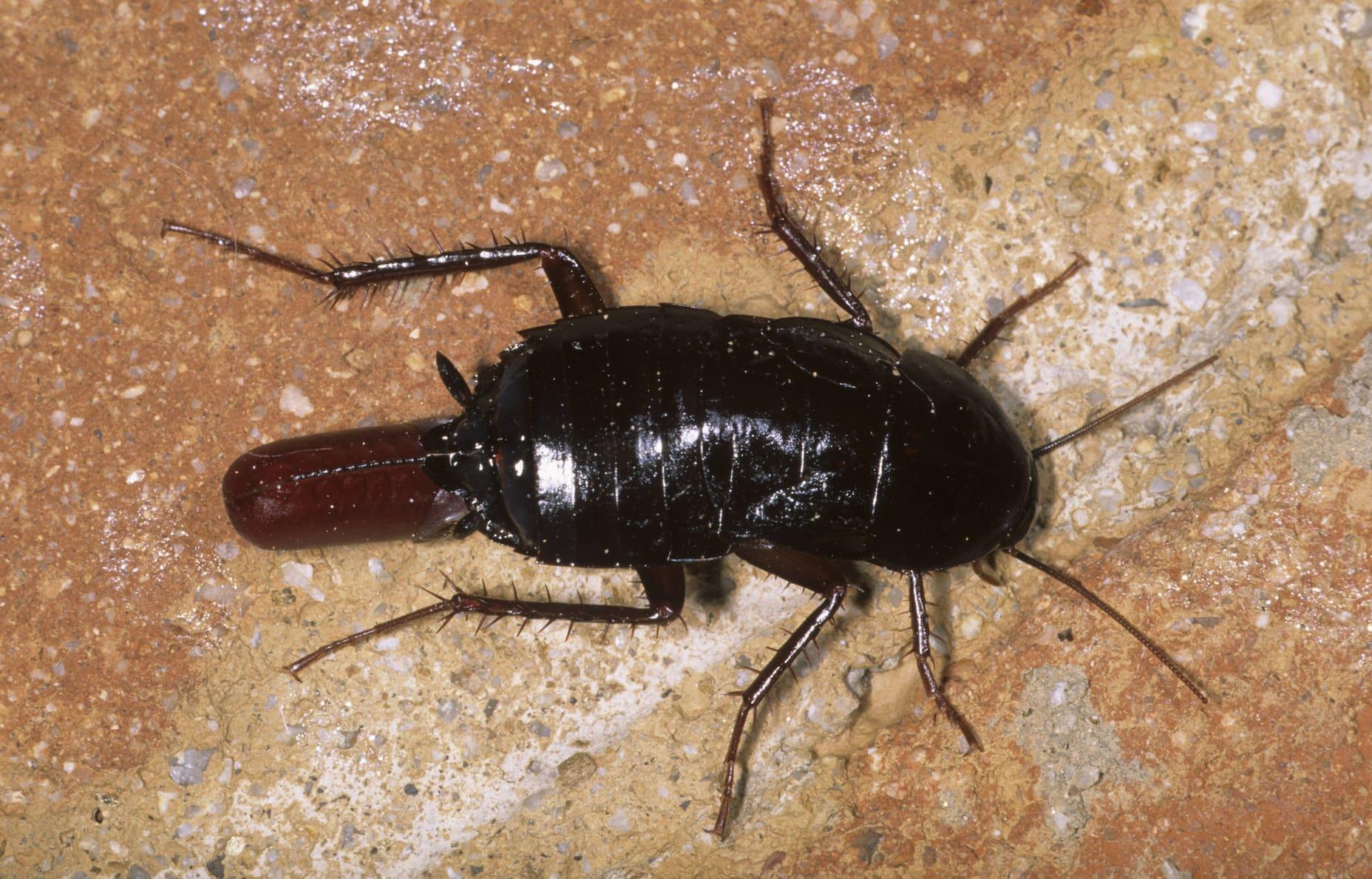 A common kitchen cockroach with an egg case.