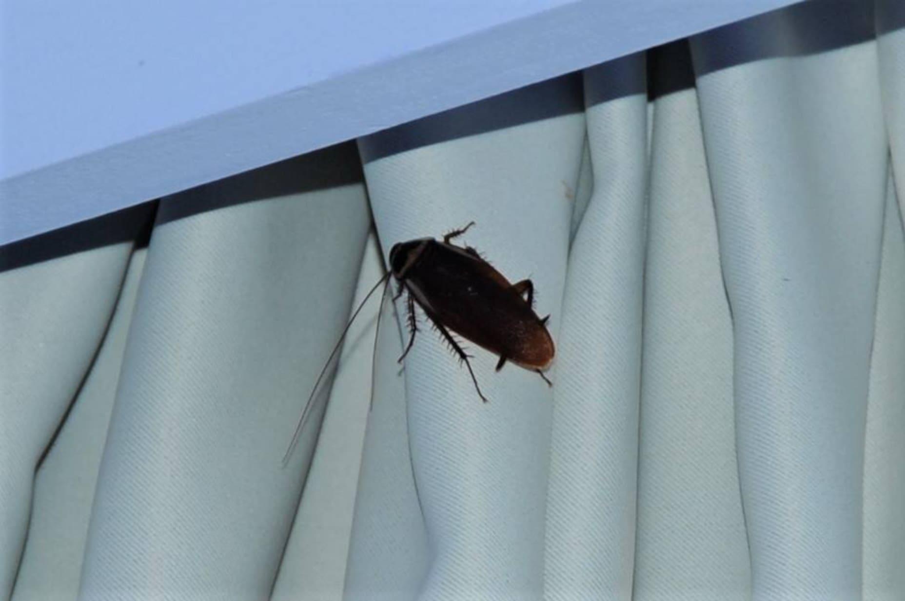 Yuck alert: A cockroach sits in a hotel room in Fuerteventura.