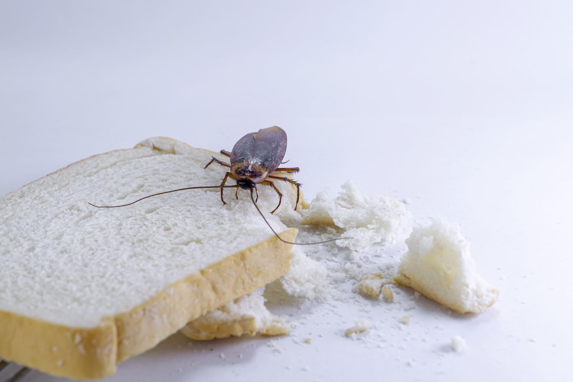 A cockroach sits on a slice of bread - food should always be stored in sealed containers during a cockroach infestation.