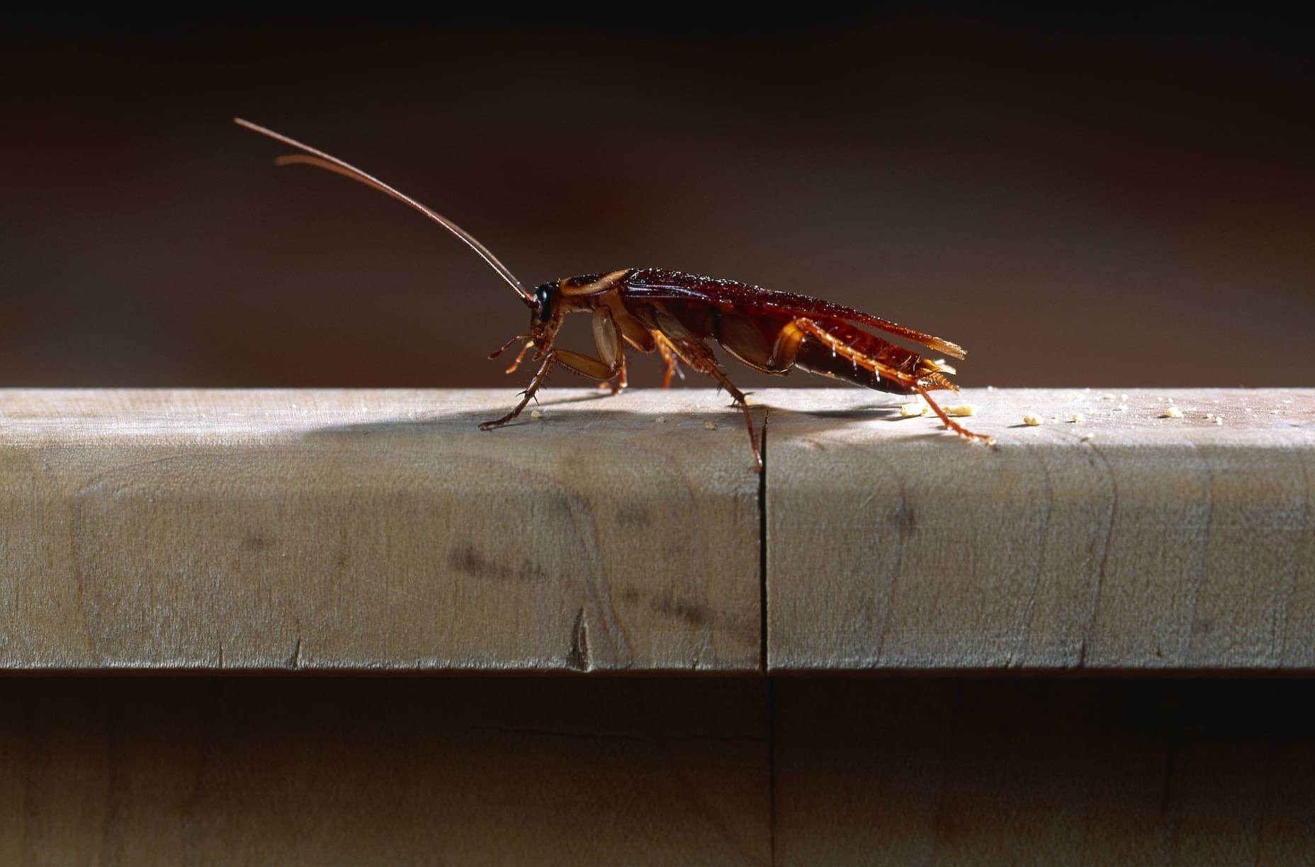 An American cockroach.