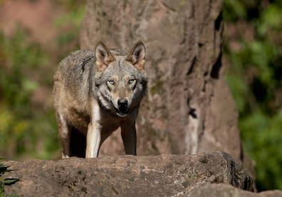 A wolf in Eifelpark Gondorf.