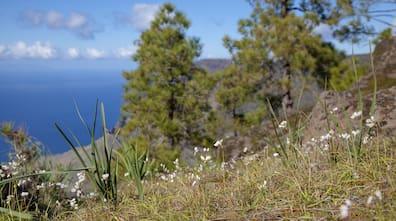 The nature park on Gran Canaria is beautiful even in winter.
