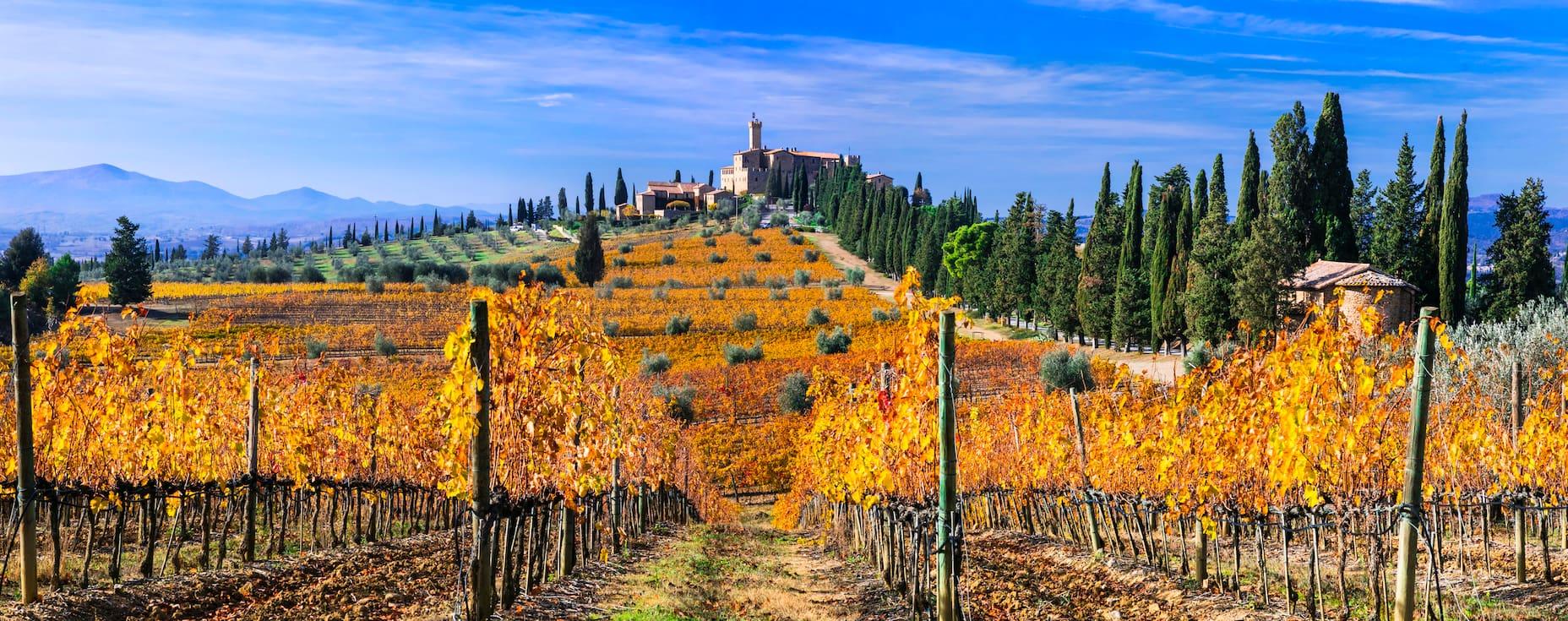 Fall is here: Golden vines in Tuscany.
