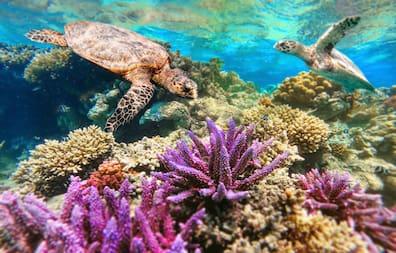 Around Marsa Alam are 120 kilometers of sandy beach and countless coral reefs.