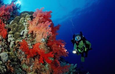 The Elphinstone Reef is one of the most famous reefs near Marsa Alam.
