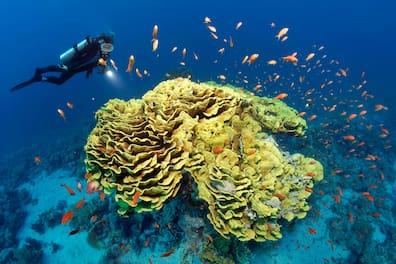 The underwater world of Marsa Alam is often compared with the Maldives or Seychelles.