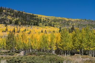 The world's oldest 'tree': The 'Pando Tree' in Utah, USA, consists of quaking aspens growing from the same root system.