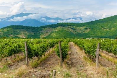 Kakheti in eastern Georgia is considered the cradle of wine.