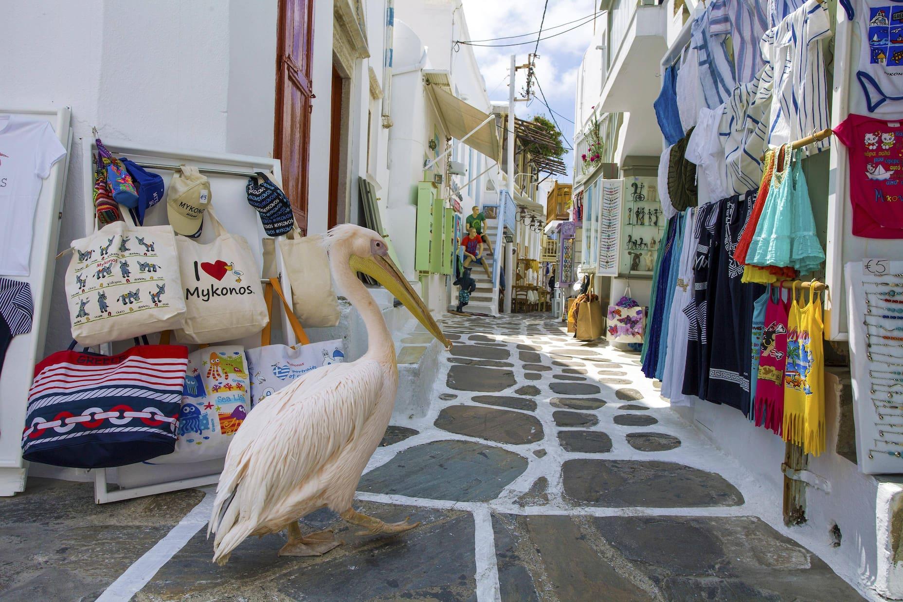 Pelican Petros strolls through an alley with souvenir shops in Mykonos Town.