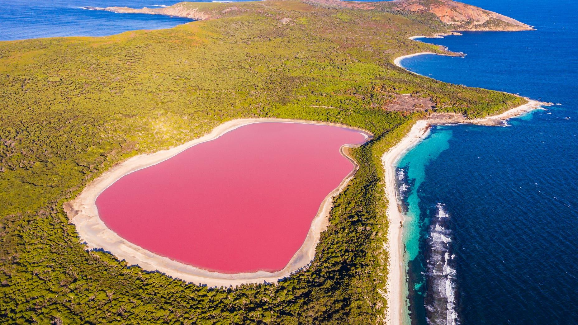 Impressive contrast between the pink Lake Hillier, the dark blue sea, and the green trees.