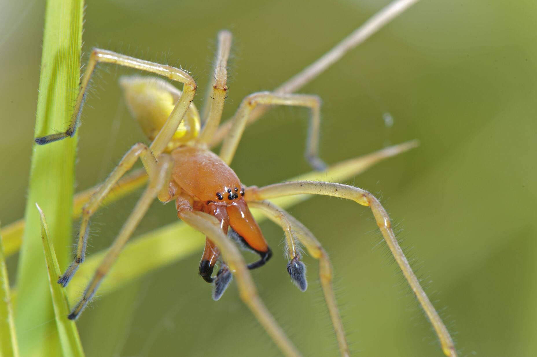 Mediterranean Black Widow