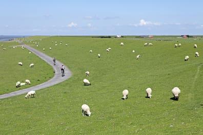 Pellworm is quiet. You're never truly alone though - thanks to the many sheep.