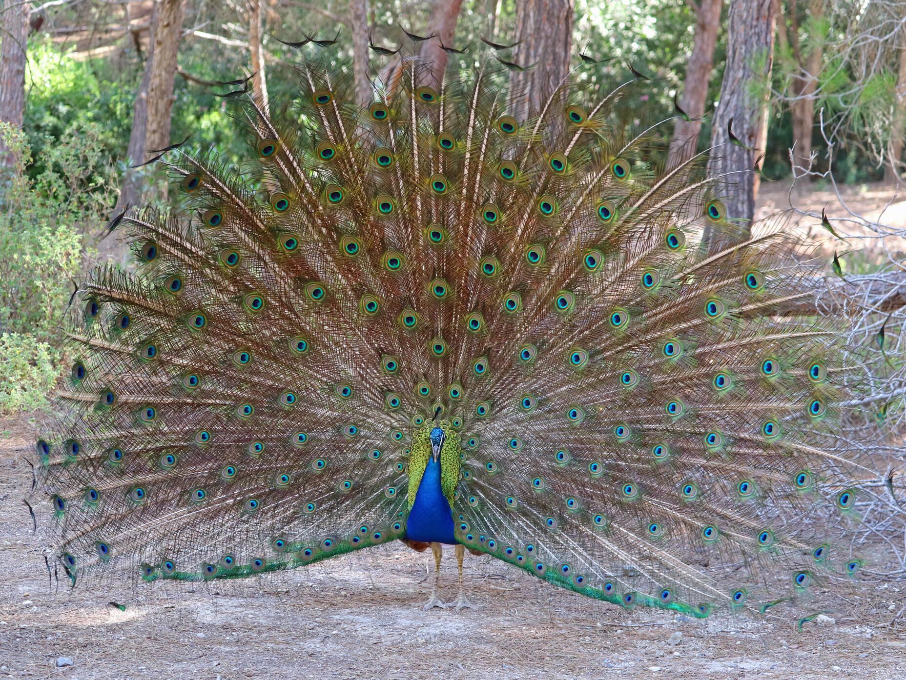 In a hidden pine forest on Kos, numerous peacocks live in the wild.