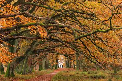 The relaxing Heidschnuckenweg runs through the beautiful Lüneburg Heath.