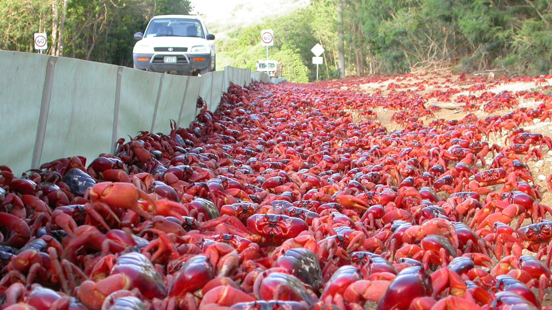 Like a red carpet, crabs cover the roads of Australia's Christmas Island.