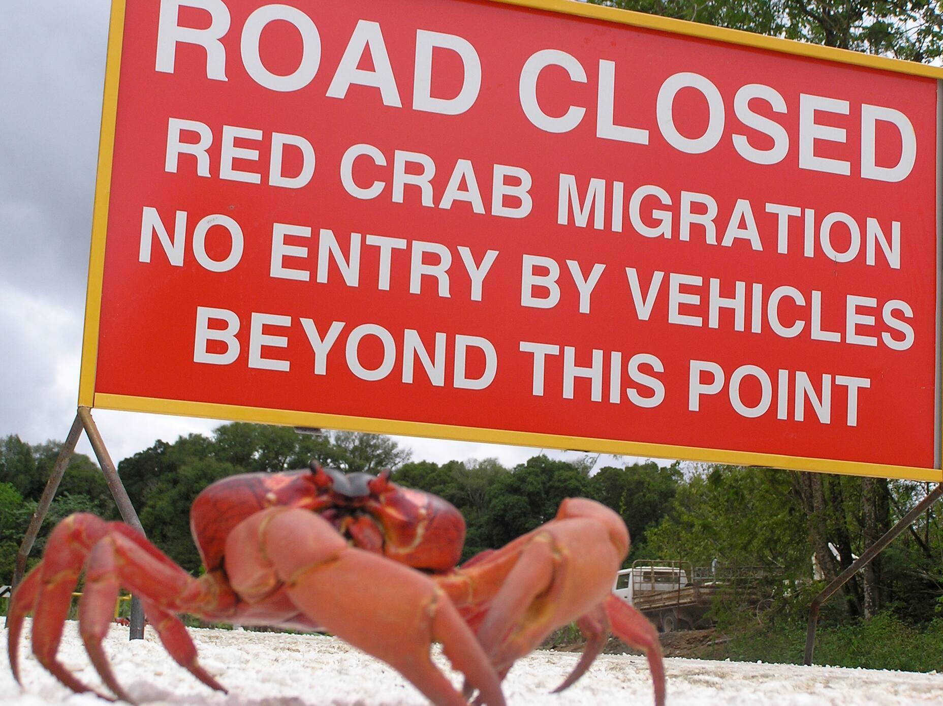 During the crab migration, entire roads are closed to ensure the animals reach their destination safely.