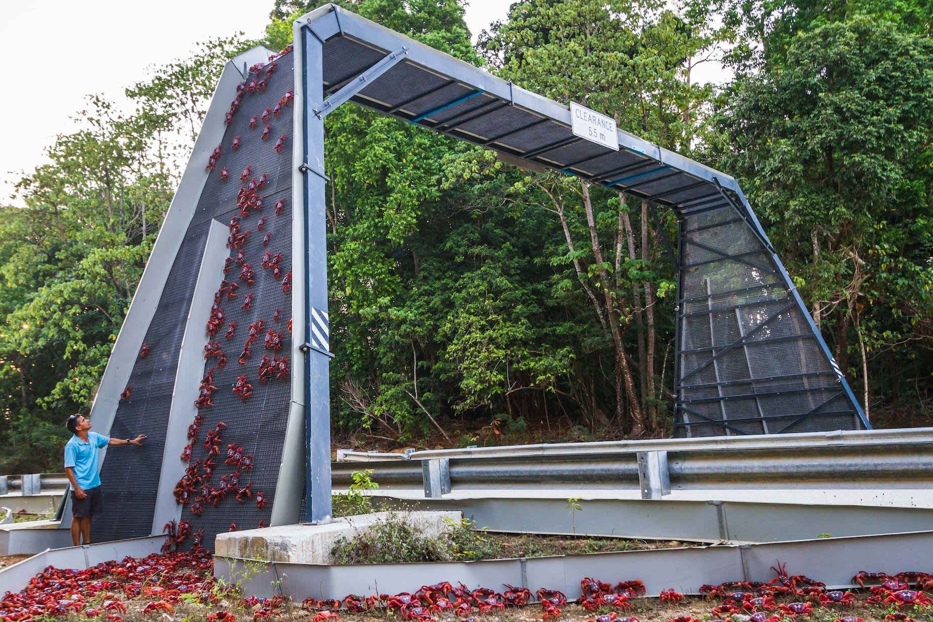 Bridges are erected so crabs can cross roads safely.