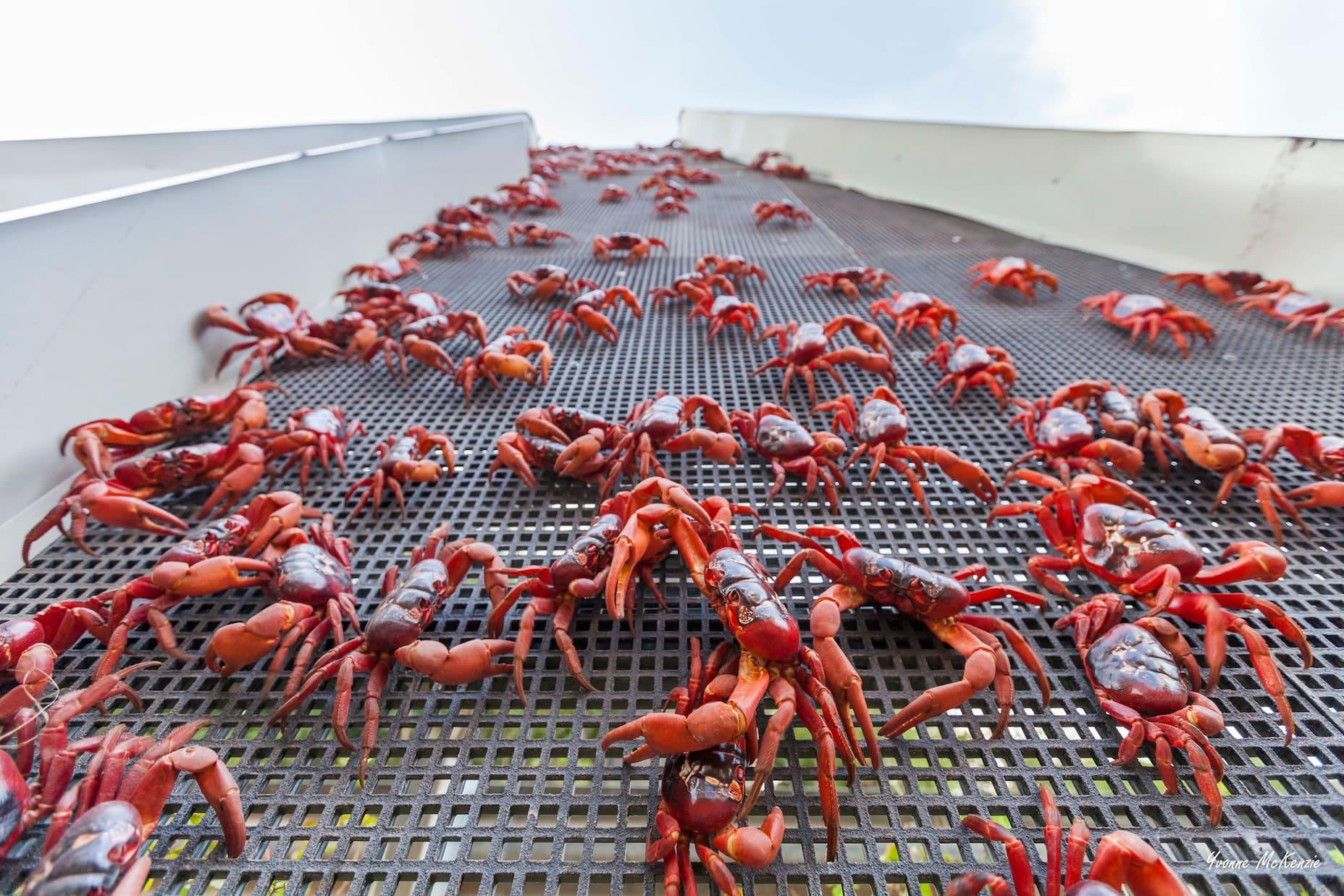 The crabs are usually solitary creatures. Only on their way to spawn do you find them in such gatherings.