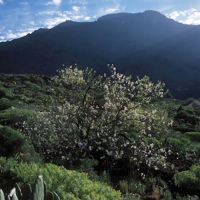 Blooming almond tree near Tamaimo on Tenerife.
