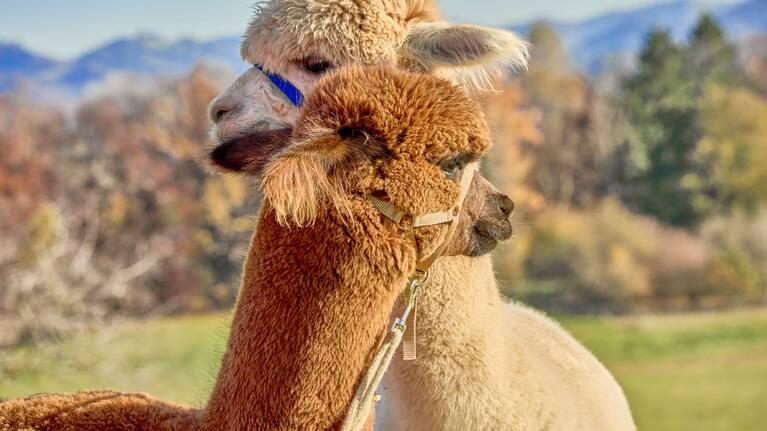 Feeling empty and exhausted? Then a little walk alongside alpacas is just the thing for you.