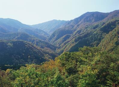 The forest scenery of Shirakami Sanchi is especially visible from the Shirakami Resort Train.