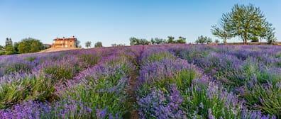 Lavender field in full bloom at Sale San Giovanni.