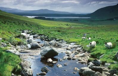 Encounters with sheep in Glenveagh National Park are not uncommon.