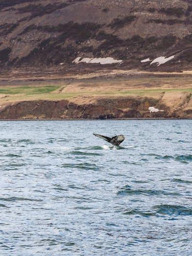A humpback whale repeatedly surfaces and dives, the visitors on the boat cheer in delight.