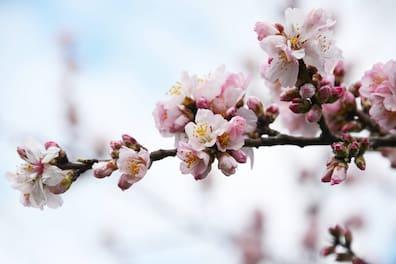 Branch with pink almond blossoms