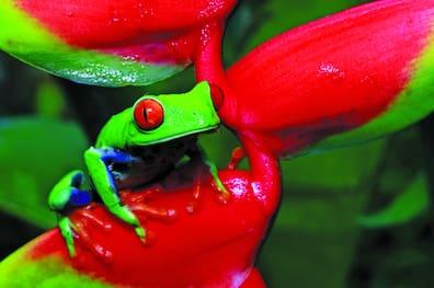 Red-eyed tree frogs are a symbol of Costa Rica. They sleep under leaves during the day and become active in the evening. If you want to see them, it's best to head out after dark.