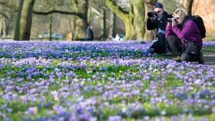 The Crocus Blossom Festival in Husum attracts photographers every year.