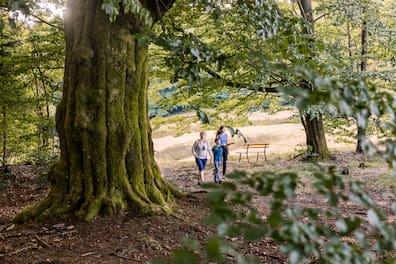 Two people walk through the forest, with a moss-covered tree trunk in the foreground.