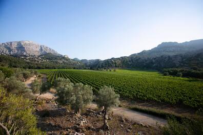 Discover the vineyards of Mallorca - beautiful nature