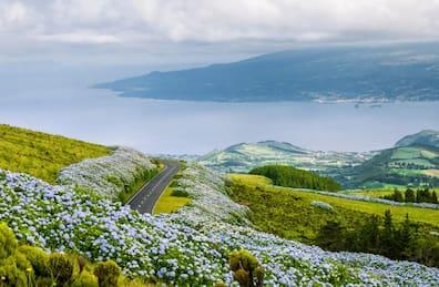 Faial Island with beautiful flower landscape