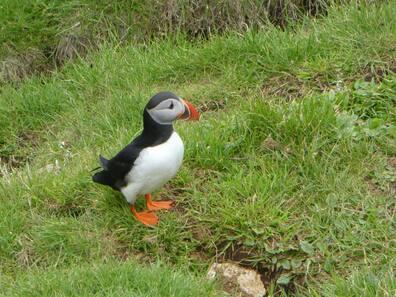 National bird: The puffin nests in burrows on Iceland's coasts.