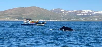 Up close: With speedboats, travelers can experience humpback whales up close. Before the animals dive, they show their back again. If you're lucky, you might see the tail fluke as well.