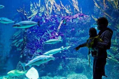 Father and son at the Multimar Wattforum: In the aquariums, you can admire fish and many other sea creatures.