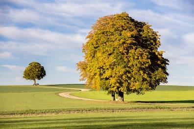 Autumnal chestnut trees line a hiking path in Waldsassen.