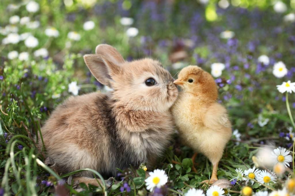 A rabbit and a chick in a field of flowers