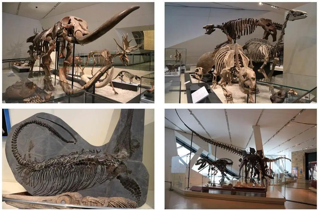 Dinosaurier-Ausstellung